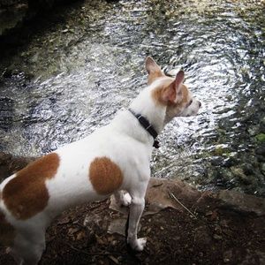 This Guy and the Water